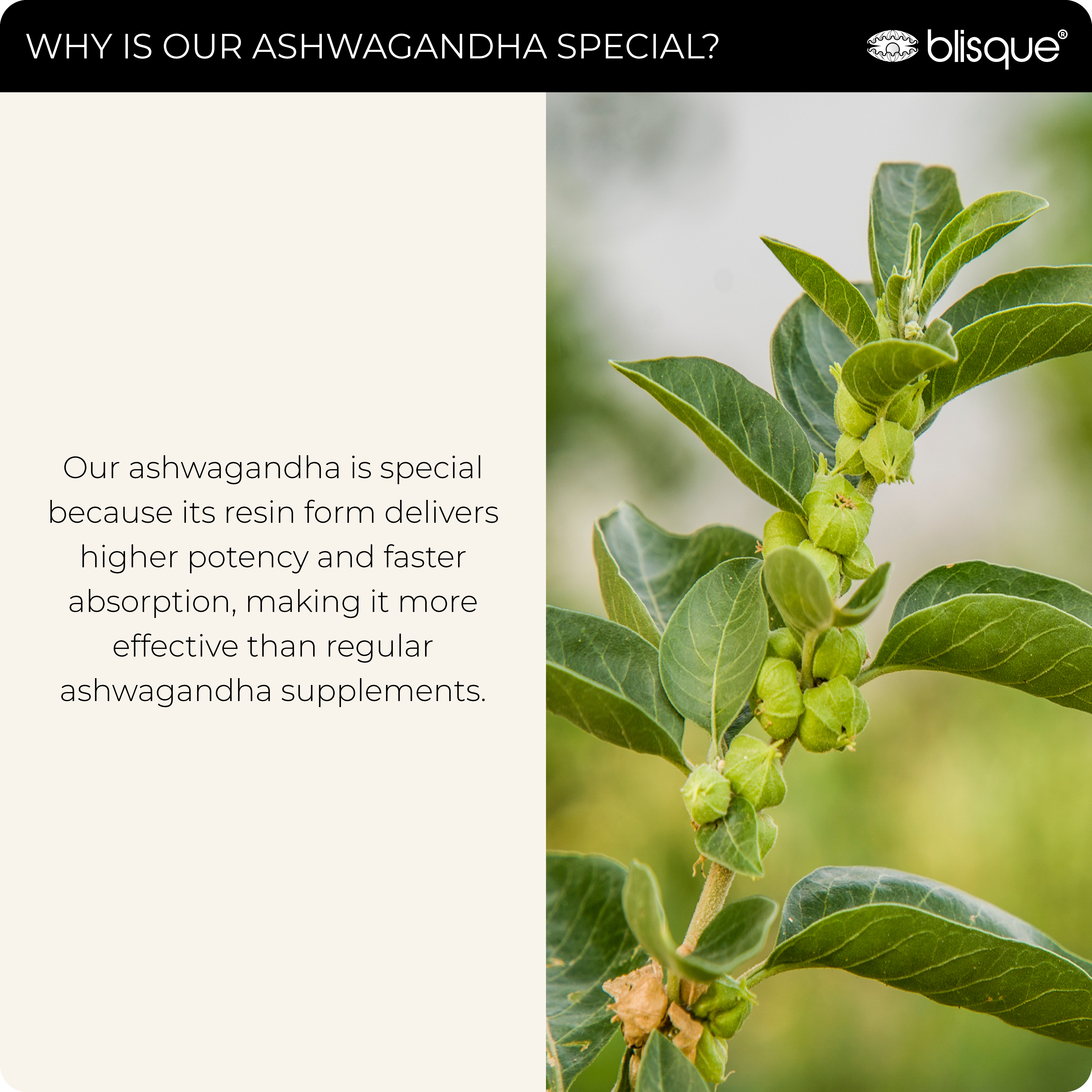 ASHWAGANDHA +