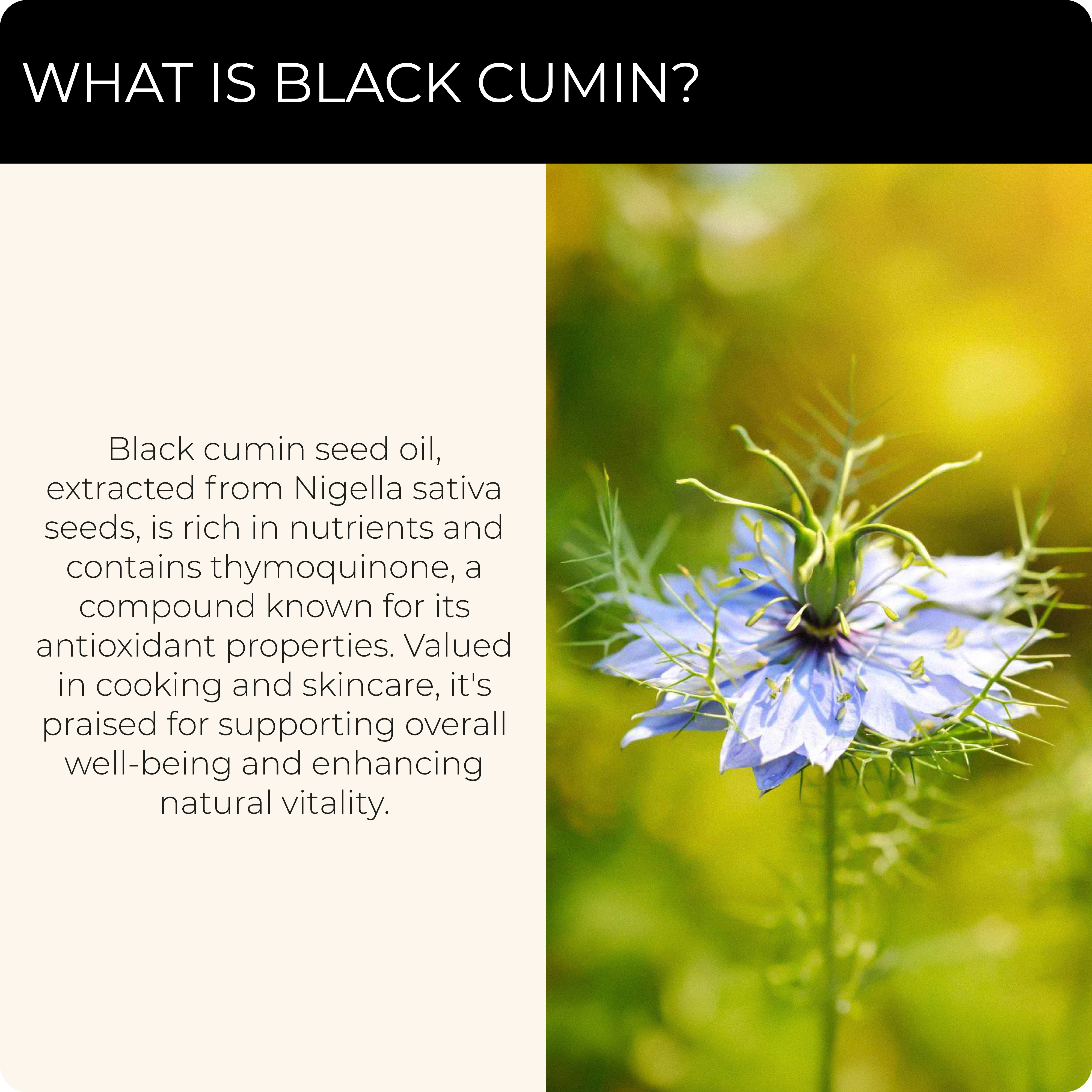 BLACK CUMIN +