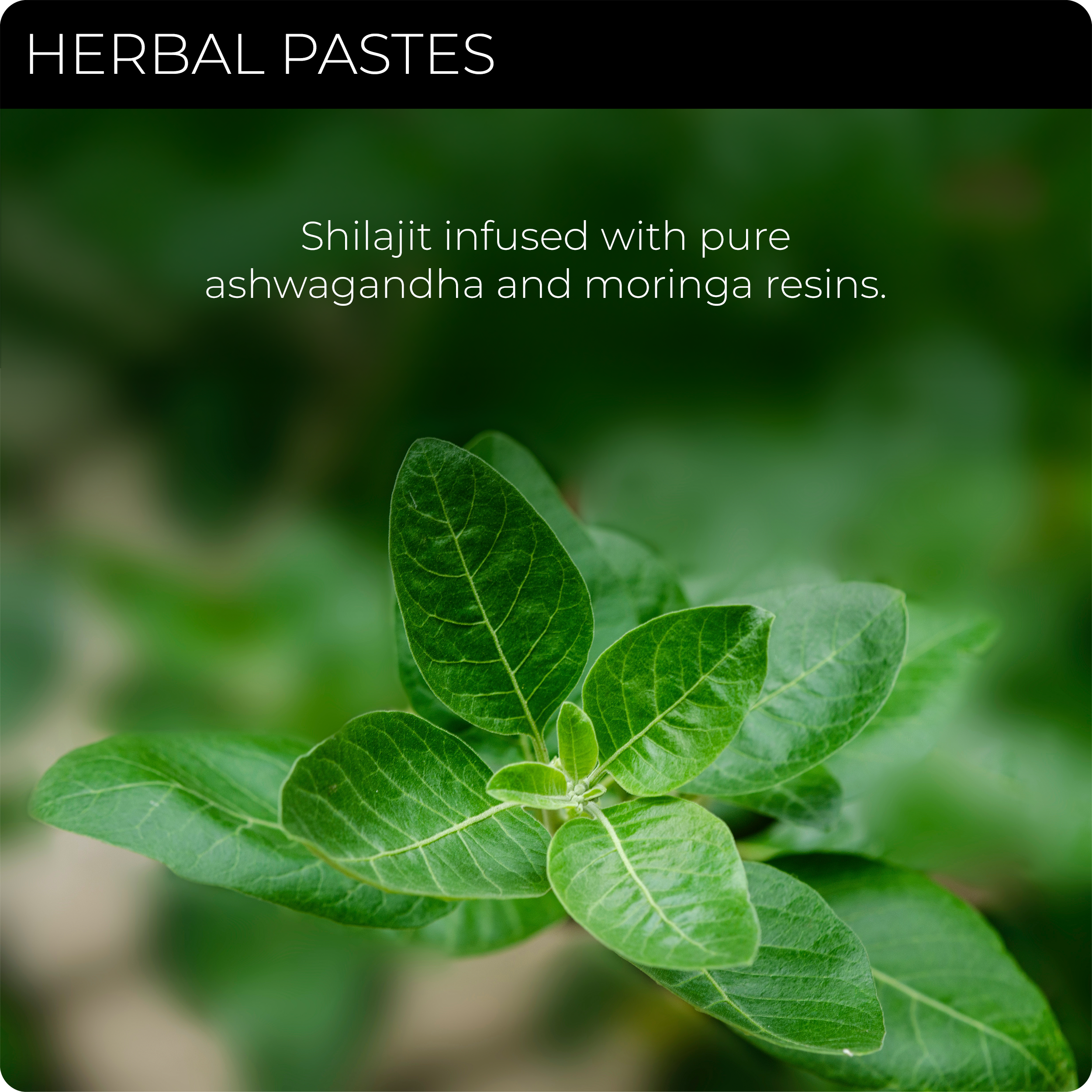SHILAJIT + ASHWAGANDHA/MORINGA (Copy for test)